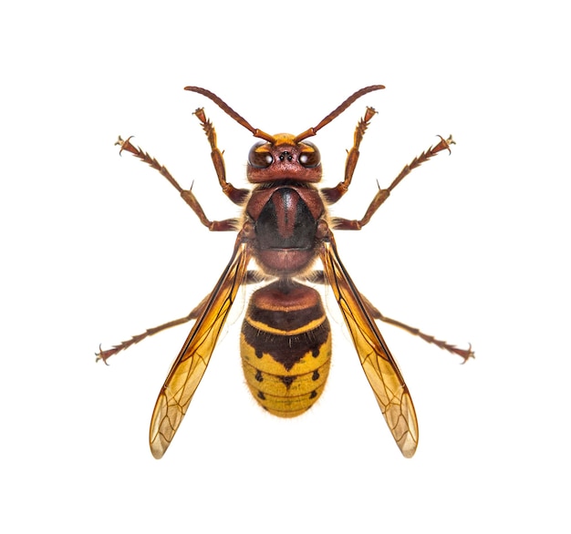 Top view of a Hornet Vespa Crabro isolated on white