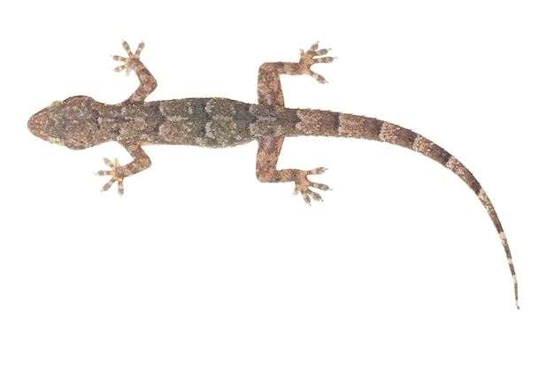 Photo top view house gecko