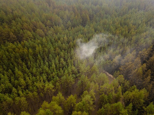 Вид сверху на огромные облака дыма в зеленом лесу