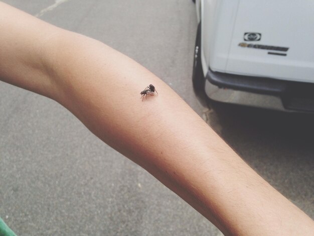 Photo top view of a human hand and insects