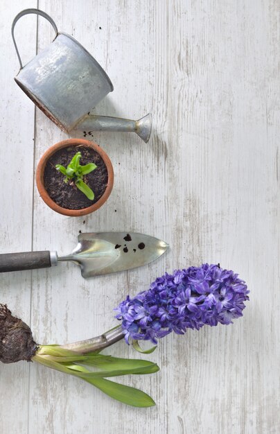 Top view on hyacinth blooming, shovel and flower pot with a little watering can  on a white table