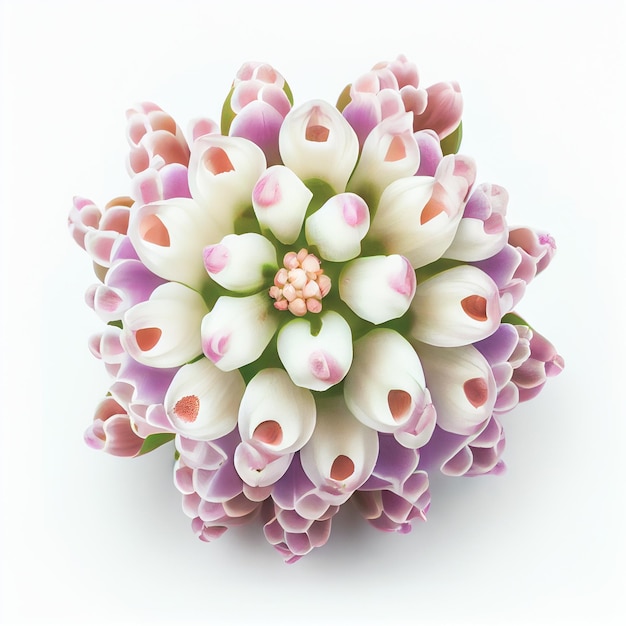 Top view a Hyacinth flower isolated on a white background suitable for use on Valentine's Day cards