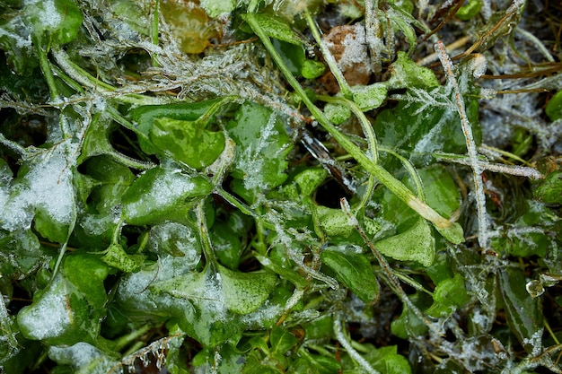 Top view of Ice crystals on green grass close up, Nature background, Winter frost  grass background with copy space.