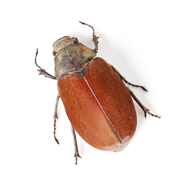 Top view insect and closeup of beetle in studio for environment zoology and fauna Animal natural and wildlife with bug creature isolated on white background for mockup pest and nature ecosystem