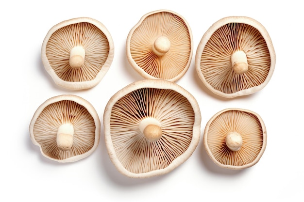 Top view of isolated fresh champignon mushrooms on white background