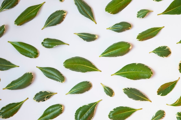 Top view isolated green leaves pattern on white background. 