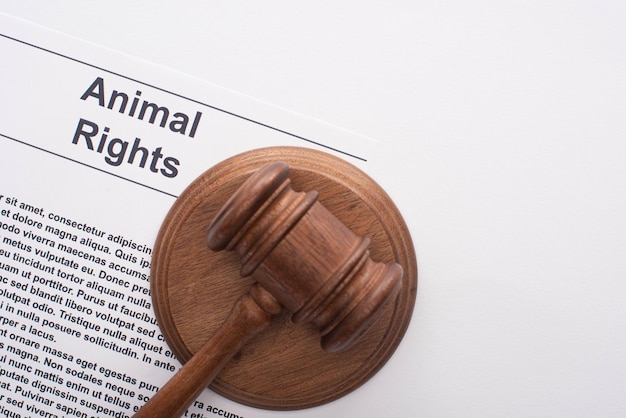 Top view of judge gavel on animal rights inscription on white background