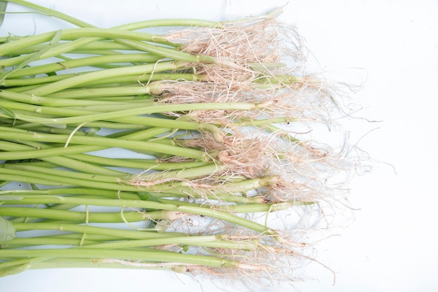 Top view, Kale root (water spinach) on a white background, selective focus