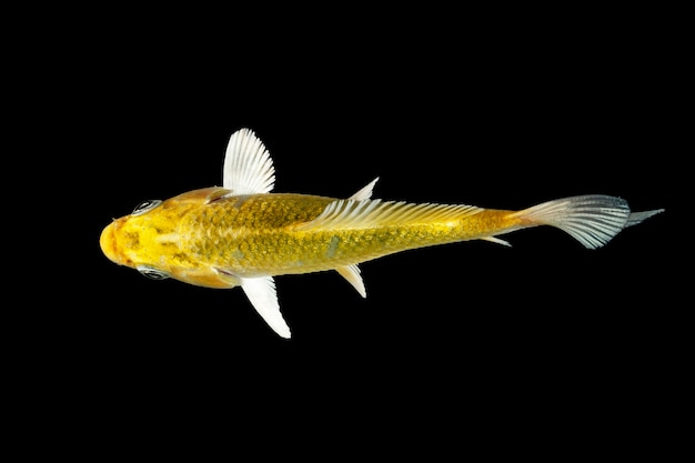 Top View koi fish swimming on black background