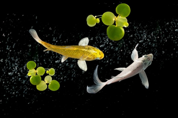 Top View koi fish swimming on black background