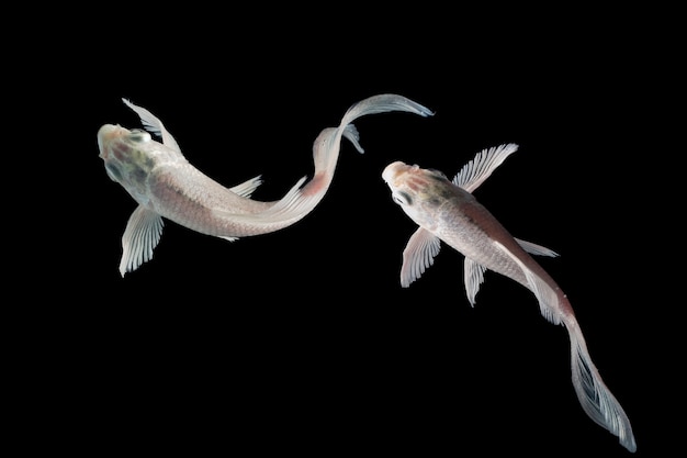 Top View koi fish swimming on black background