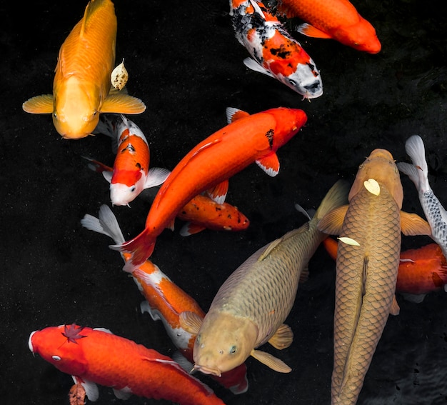 Photo top view koi fish swimming