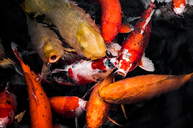 Photo top view koi fish