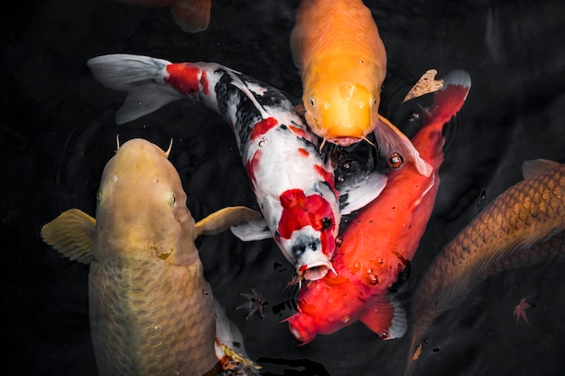 Top view koi fish