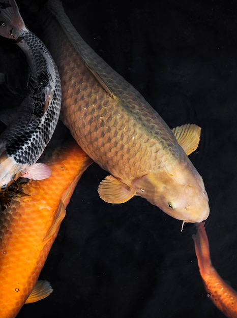 Photo top view koi fish