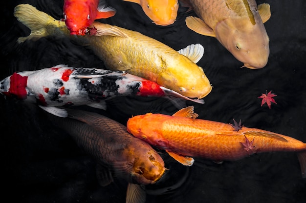 Photo top view koi fish