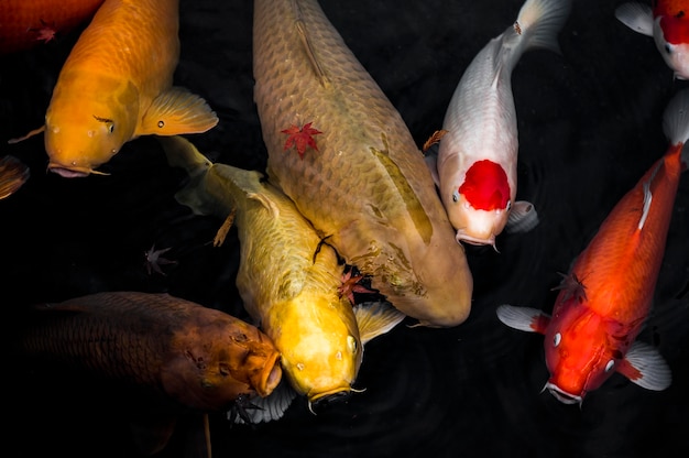 Foto pesce koi vista dall'alto