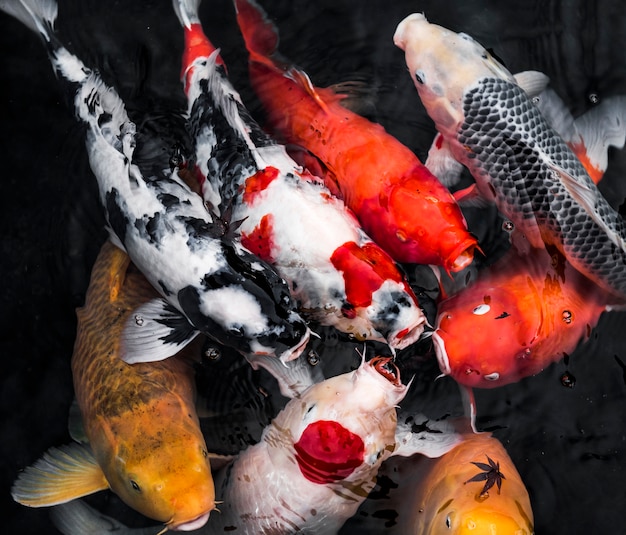 Photo top view koi fishes