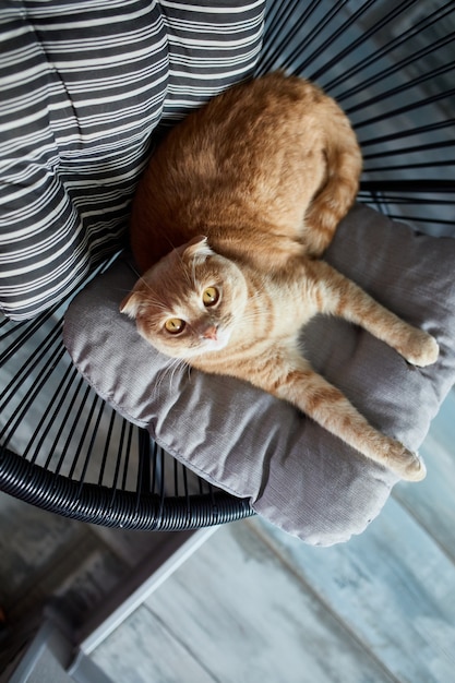 Top view Lazy tabby ginger  cat relaxing on pillow placed on soft armchair in light modern living room