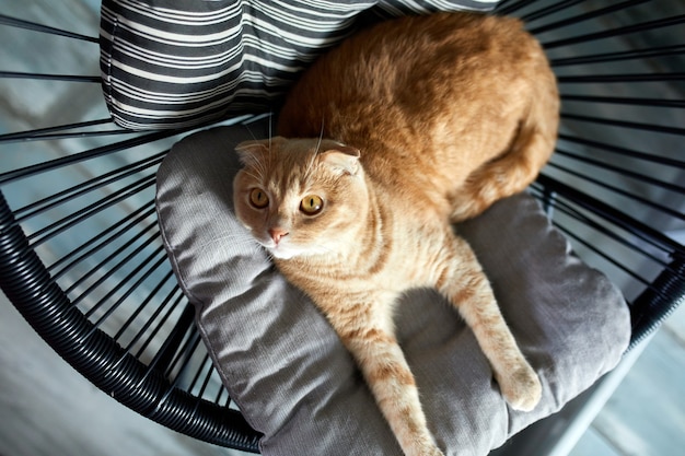 밝은 현대적인 거실의 부드러운 안락의자에 놓인 베개에서 휴식을 취하는 게으른 태비 생강 고양이