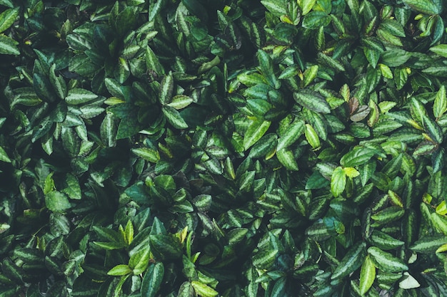 Top view of leaf small plant in garden