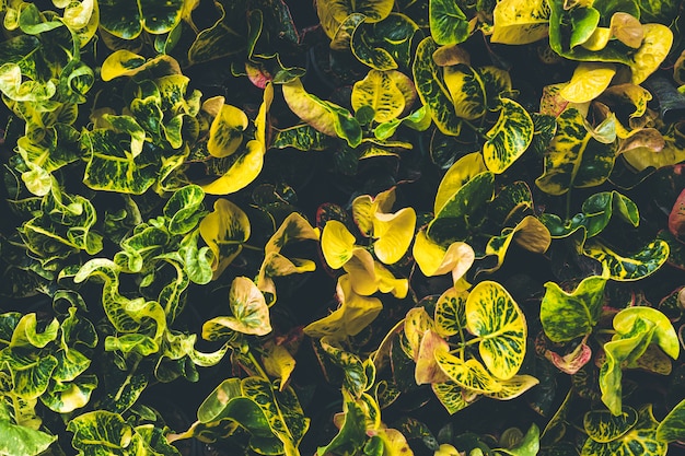 Top view of leaf small plant in garden