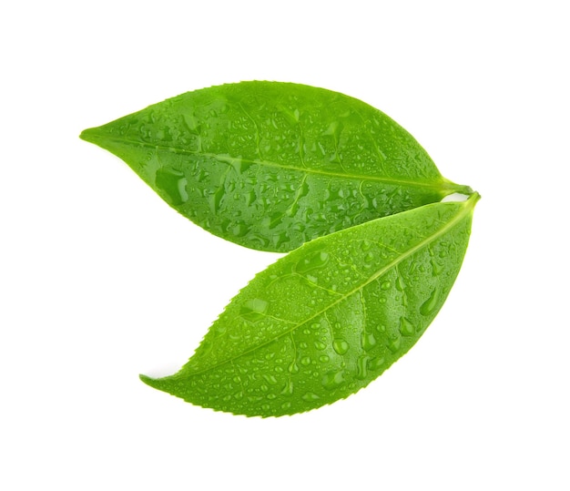 Top view of leaves green tea with drops of water isolated on white background