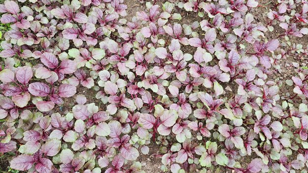 Top view of leaves of red amaranth organic vegetables are grown in the field healthy food