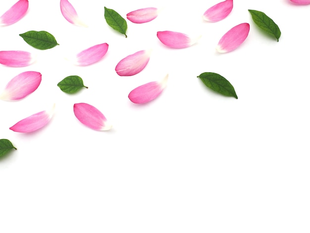 Top view of lotus petals with green leaves and yellow pollen on white background