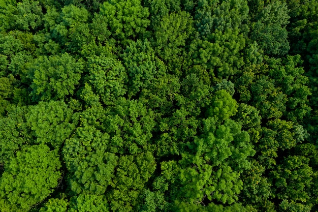 Top view of a lush green forest