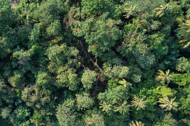 Top view of lush green tropical rainforest or woodland in the evening