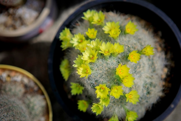 Foto vista dall'alto del cactus mammillaria baumii con il fiore giallo