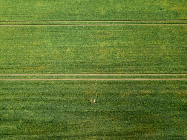 Top view. A man lies among a large green wheat field.