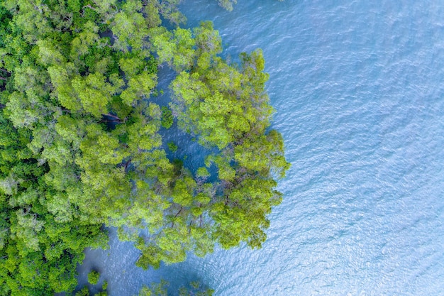 Photo top view mangrove forest trees with beautiful sea surface and small wavesecosystem and healthy environment concept and nature background