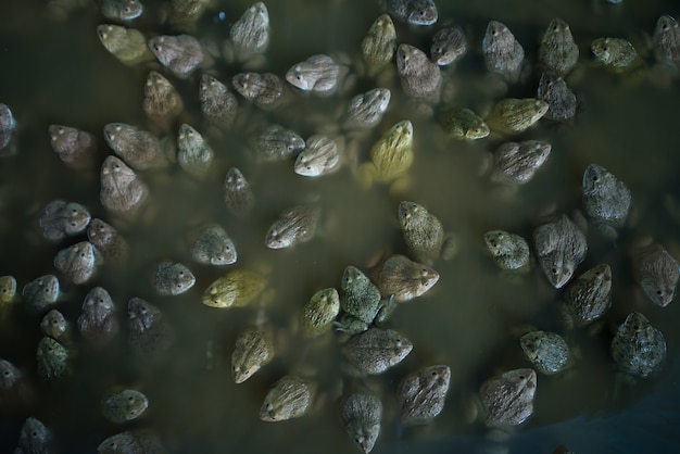 Photo top view many big frogs in the pool