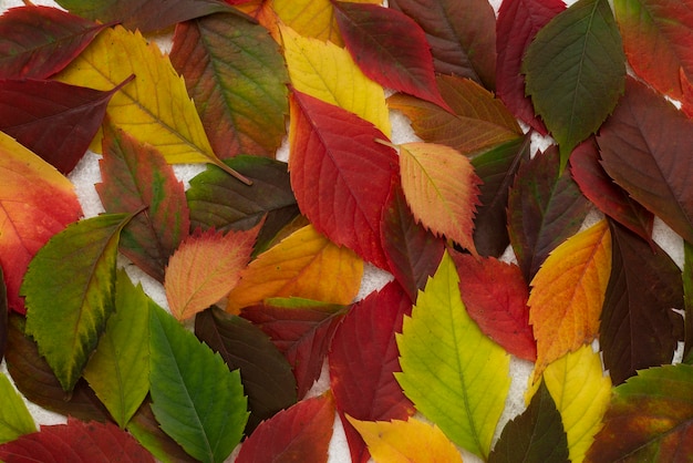 Photo top view of many colored leaves