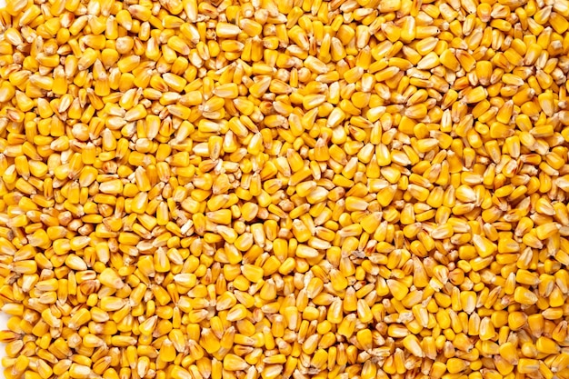 Top view of many corn grains