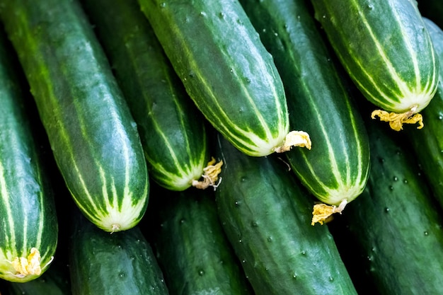 Top view of many green raw fresh cucumbers Rural food and agriculture concept