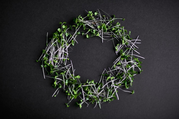 Top view of a micro greens sprouts of radish amaranth peas beetroot on black background