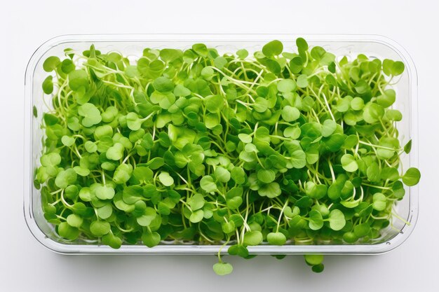 Top view Microgreens in Container isolated on white background Close up photo healthy eating fresh