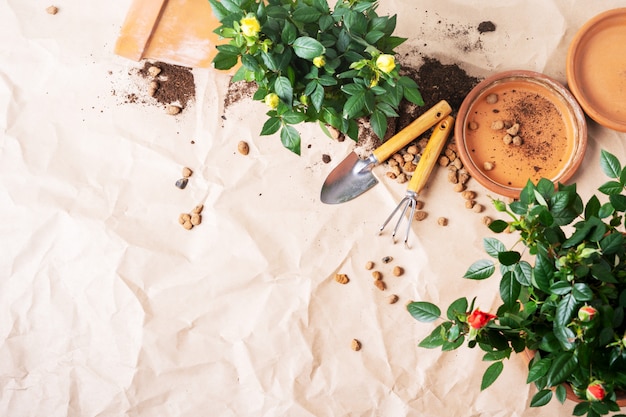 Top view of Mini Roses in ceramic flower pots and gardening tools with free space for text. 