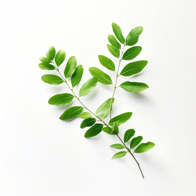 Photo top view minimalistic of an isolated gleditsia branches with leaves