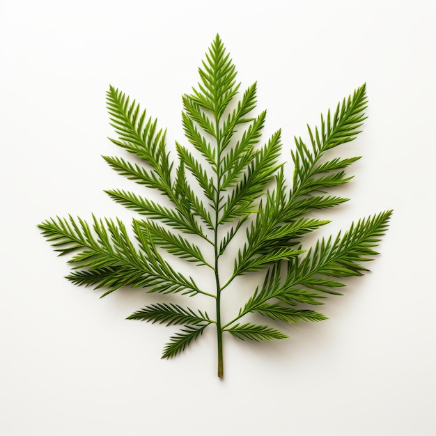 Top view minimalistic of an isolated Redwood Tree branches