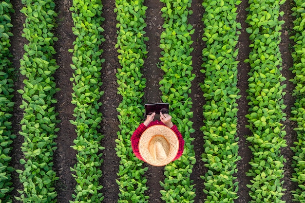 Top view of modern farmer standing in soybean field and flying agricultural drone monitoring crops