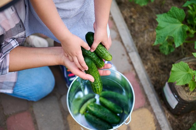 Top view of mom and child hands holding harvested ripe readytoeat cucumbers above a metal bucket Family eco farm