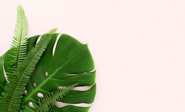 Photo top view of monstera leaf and ferns with copy space