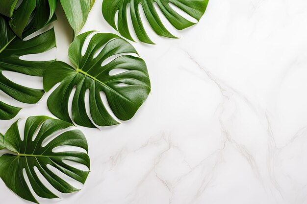 Top view of monstera leaves placed on a white marble background creating a beautifully arranged dis