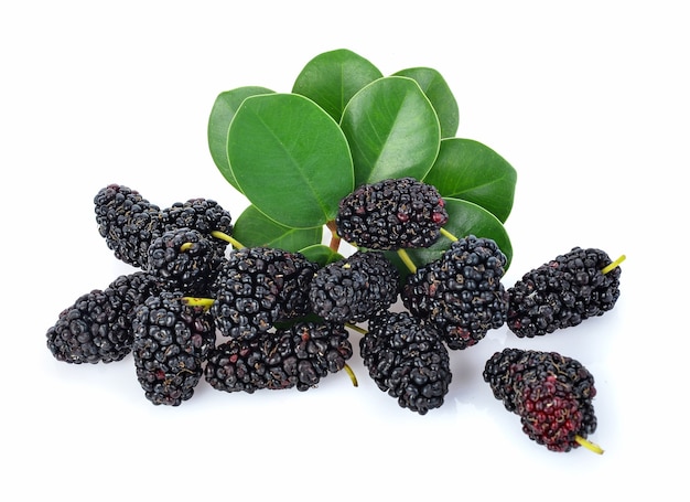 Top view of Morus (mulberry) with leaves isolated on white background