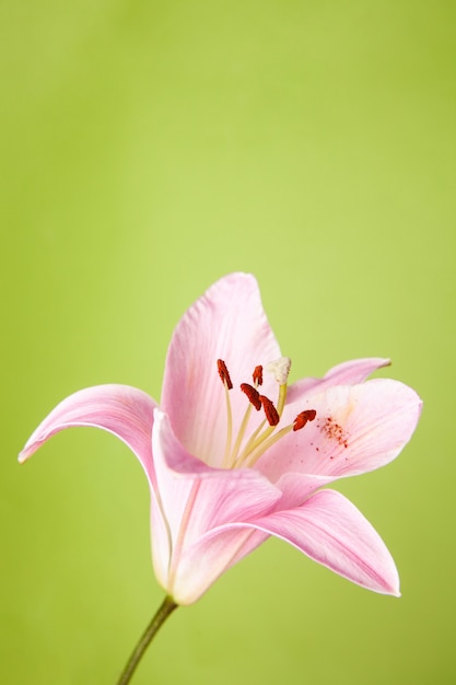 Top view of natural flower of lily plant with delicate pink petals placed on green background