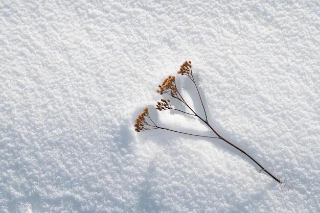 写真 天然現象のトップビュー 死んだ植物の概要 太陽熱の作用 雪の痕跡